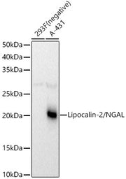 Lipocalin-2/NGAL Rabbit pAb