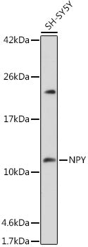 NPY Rabbit pAb