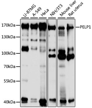 PELP1 Rabbit pAb