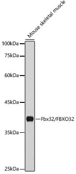 Fbx32/FBXO32 Rabbit pAb