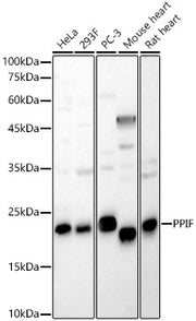 PPIF Rabbit pAb