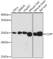 CLPP Rabbit mAb
