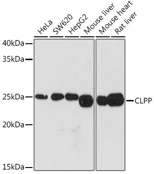 CLPP Rabbit mAb