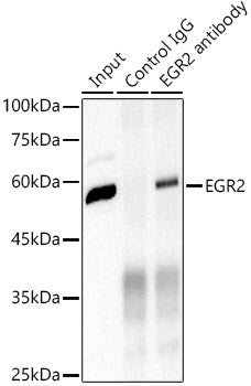 EGR2 Rabbit mAb