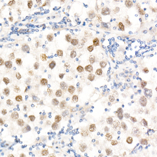 Nanog Rabbit pAb