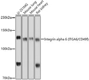 Integrin alpha 6 (ITGA6/CD49f) Rabbit pAb