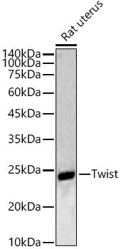 Twist Rabbit pAb
