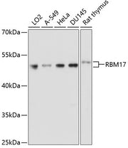 RBM17 Rabbit pAb