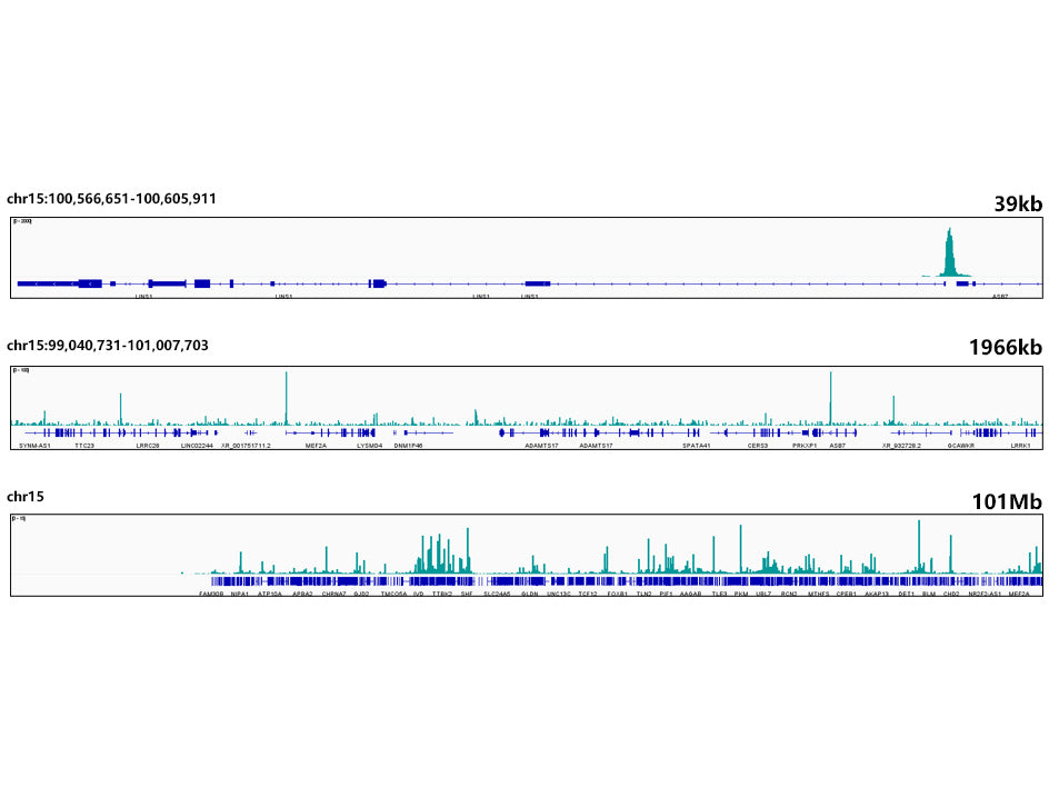 NRF1 Rabbit mAb