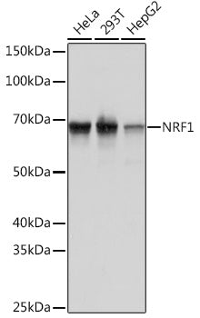 NRF1 Rabbit mAb