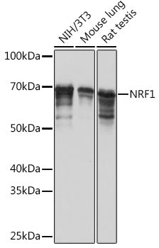 NRF1 Rabbit mAb