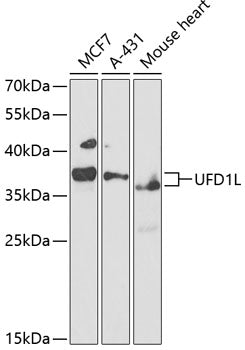 UFD1L Rabbit pAb