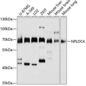 NPLOC4 Rabbit pAb