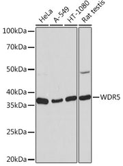 WDR5 Rabbit mAb