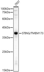 STING/TMEM173 Rabbit pAb