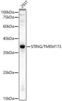 STING/TMEM173 Rabbit pAb