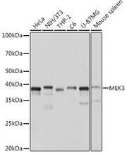 MEK3 Rabbit mAb