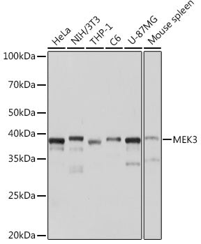 MEK3 Rabbit mAb