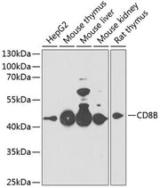 CD8B Rabbit pAb