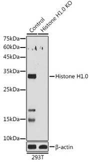 [KO Validated] Histone H1.0 Rabbit pAb