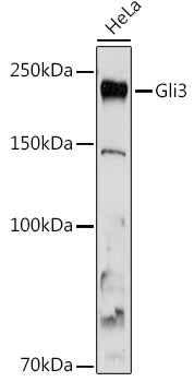 Gli3 Rabbit mAb