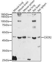 CXCR2 Rabbit pAb
