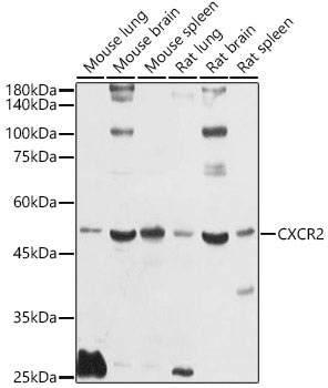CXCR2 Rabbit pAb