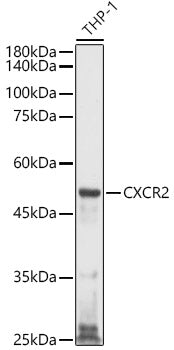 CXCR2 Rabbit pAb