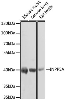 INPP5A Rabbit pAb