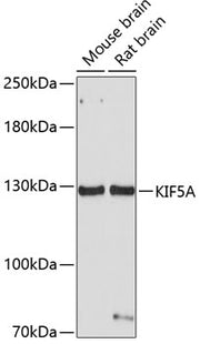 KIF5A Rabbit pAb