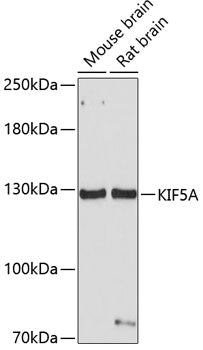 KIF5A Rabbit pAb