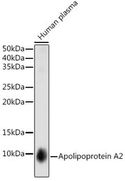 Apolipoprotein A2 Rabbit mAb
