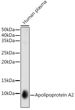 Apolipoprotein A2 Rabbit mAb