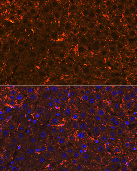 Apolipoprotein A2 Rabbit mAb