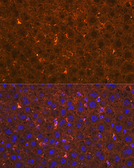 Apolipoprotein A2 Rabbit mAb