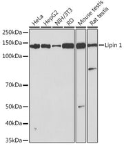 Lipin 1 Rabbit mAb