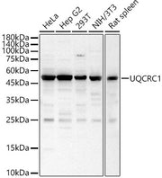 UQCRC1 Rabbit pAb
