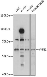 VNN1 Rabbit pAb