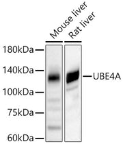 UBE4A Rabbit pAb