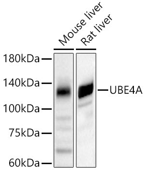 UBE4A Rabbit pAb