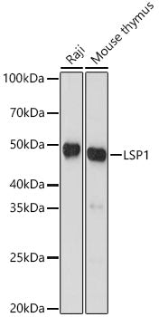 LSP1 Rabbit mAb