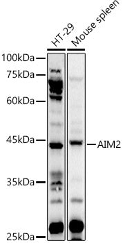 AIM2 Rabbit pAb