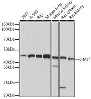 c-Maf Rabbit mAb