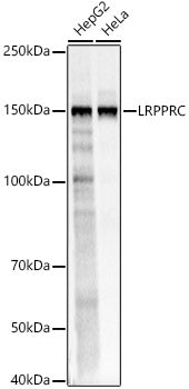 LRPPRC Rabbit pAb
