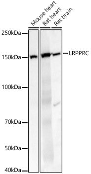LRPPRC Rabbit pAb