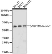KAT8/MYST1/MOF Rabbit mAb