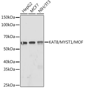 KAT8/MYST1/MOF Rabbit mAb