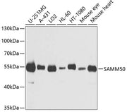 SAMM50 Rabbit pAb