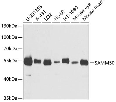 SAMM50 Rabbit pAb