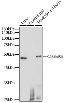 SAMM50 Rabbit pAb